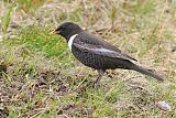 Ring Ouzel